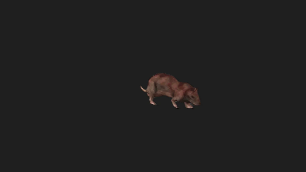HL1 Rat